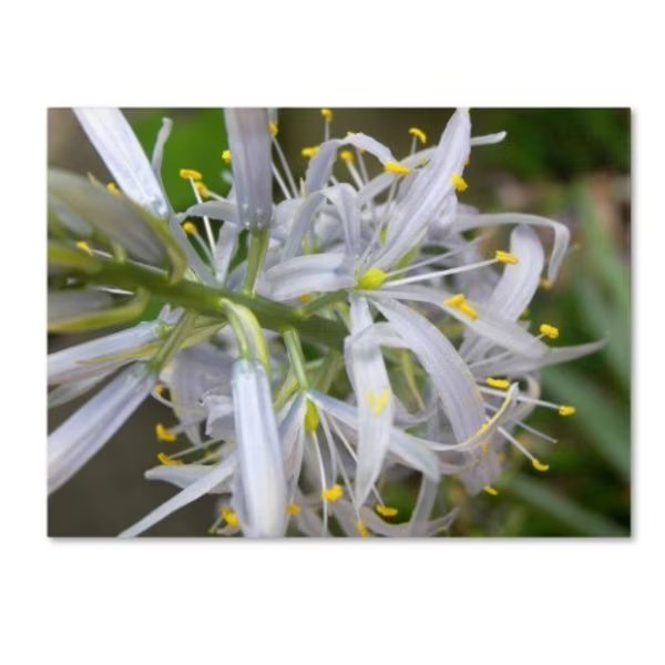 Monica Fleet 'Bundle of Illusion' Canvas Art, 24x32, Trademark Fine Art, Mfr#: MF057-C2432GG